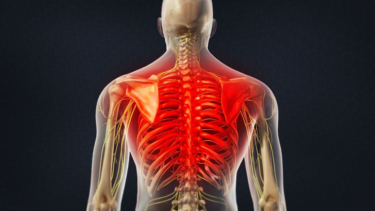 Model of the human skeleton with areas affected by middle back pain highlighted