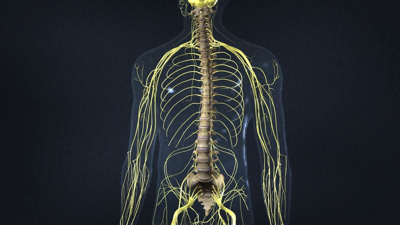 Model of the human spine, spinal cord, and other nerves