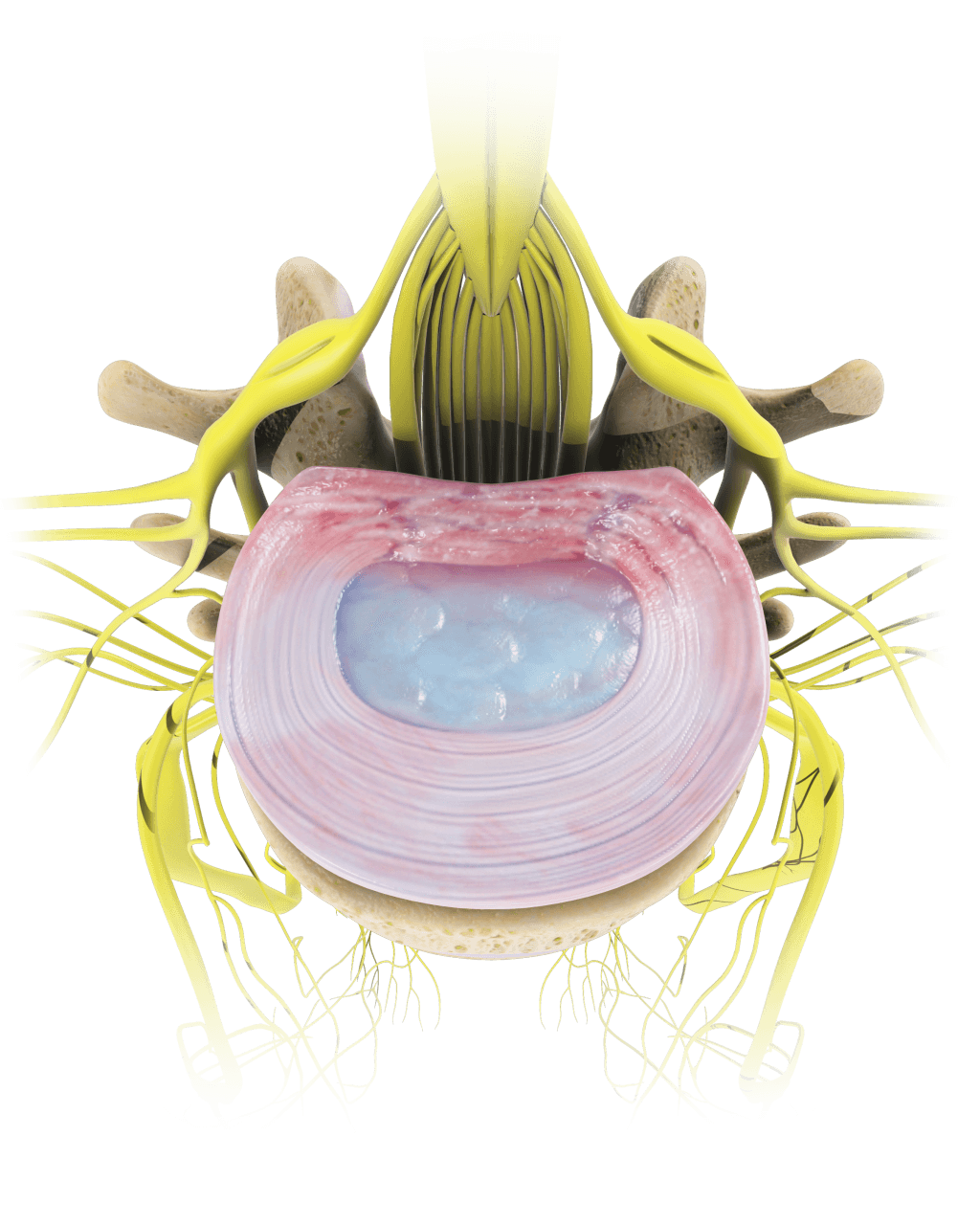 A Computer Generated Image Of The Inside Of A Human Spine