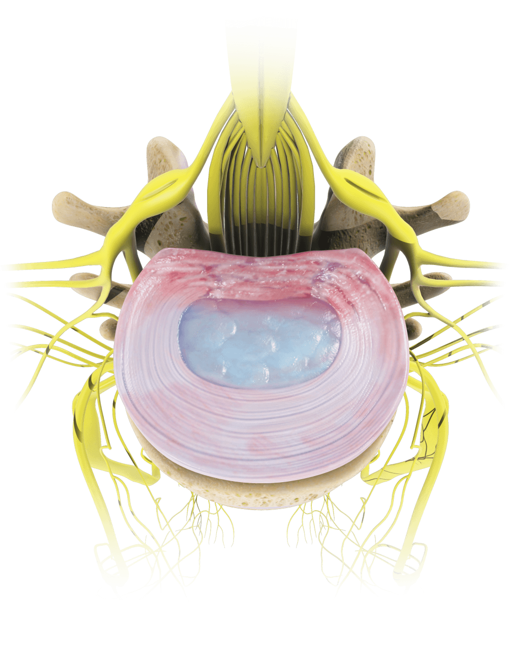 https://www.sciatica.com/wp-content/uploads/2023/04/84b0b577_medium.png