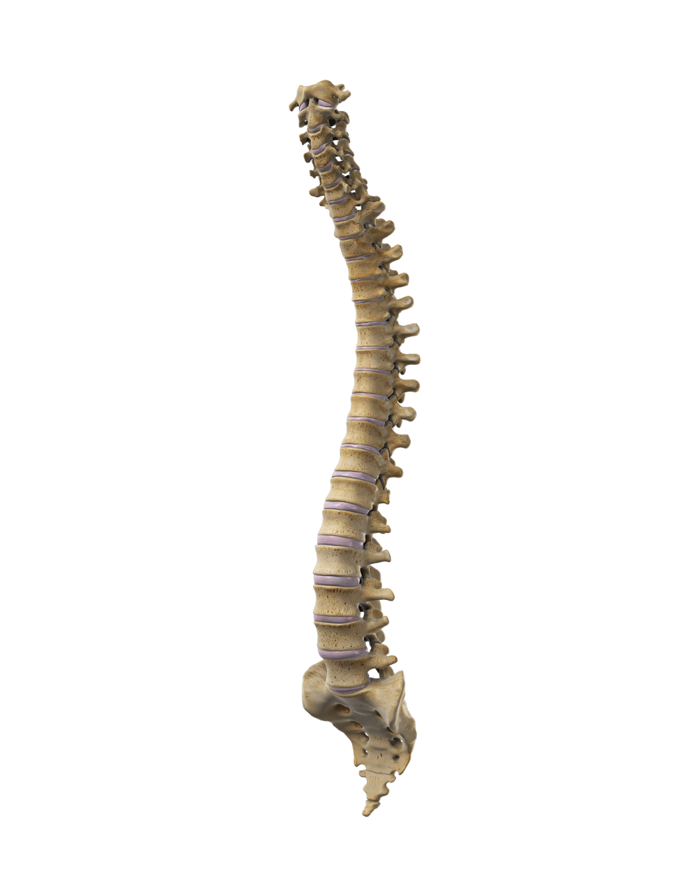 Model of a human spine