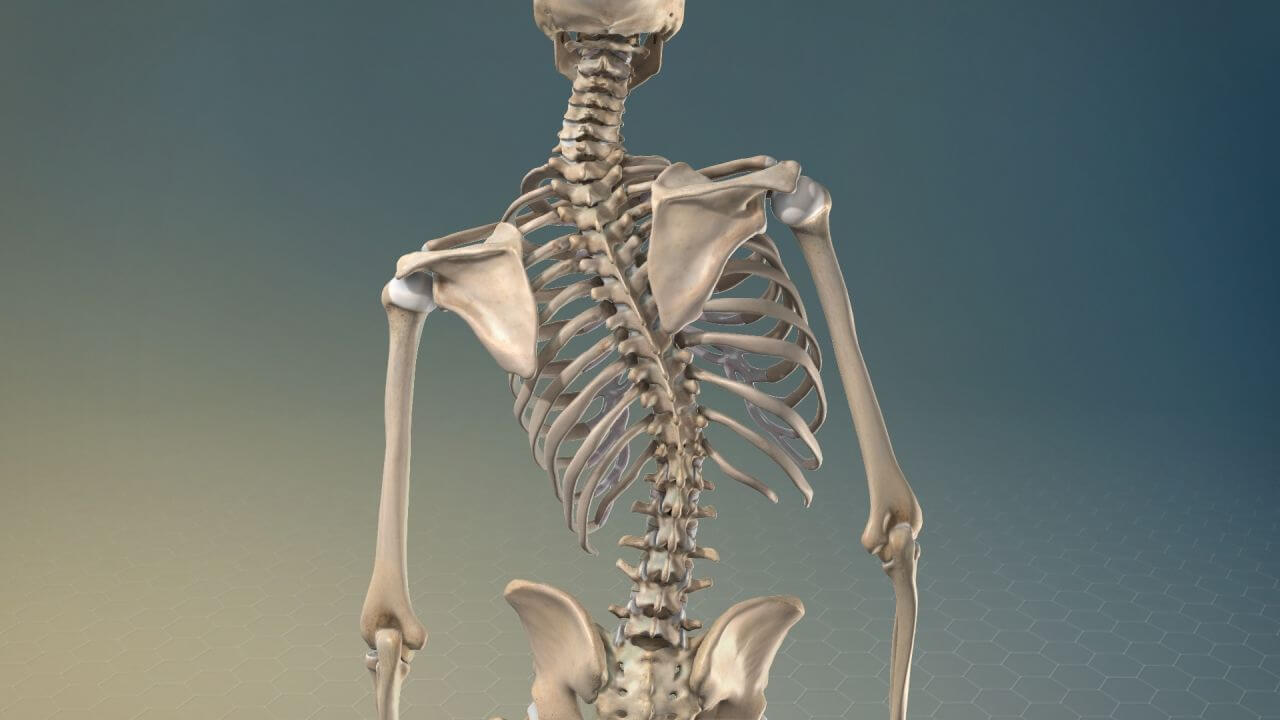 Model of the human skeleton with scoliosis