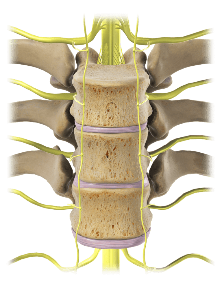 Middle Back Pain Diagnosis and Treatment in Arizona DISC