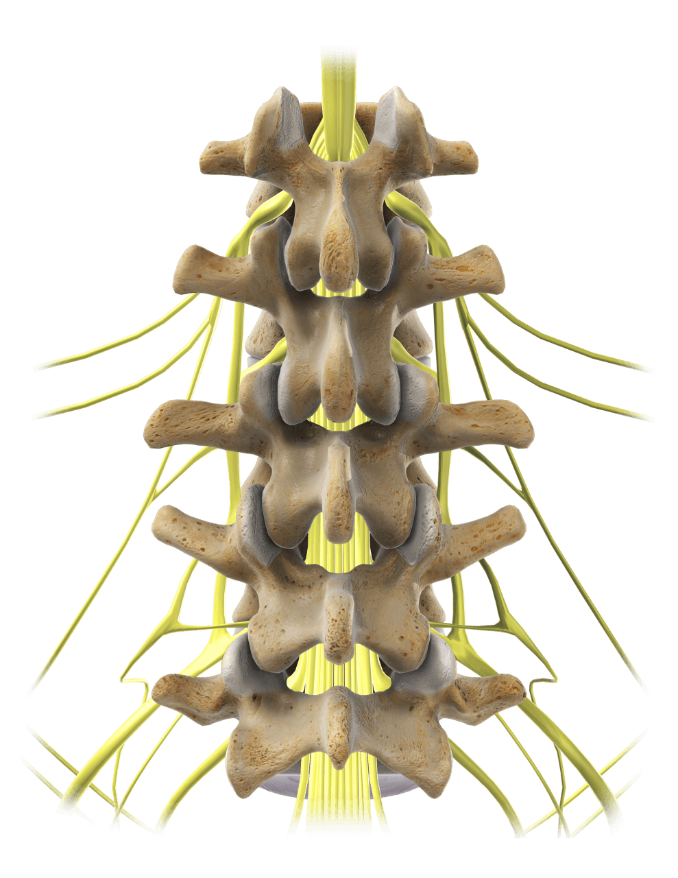 Closeup image of spine and nerve model