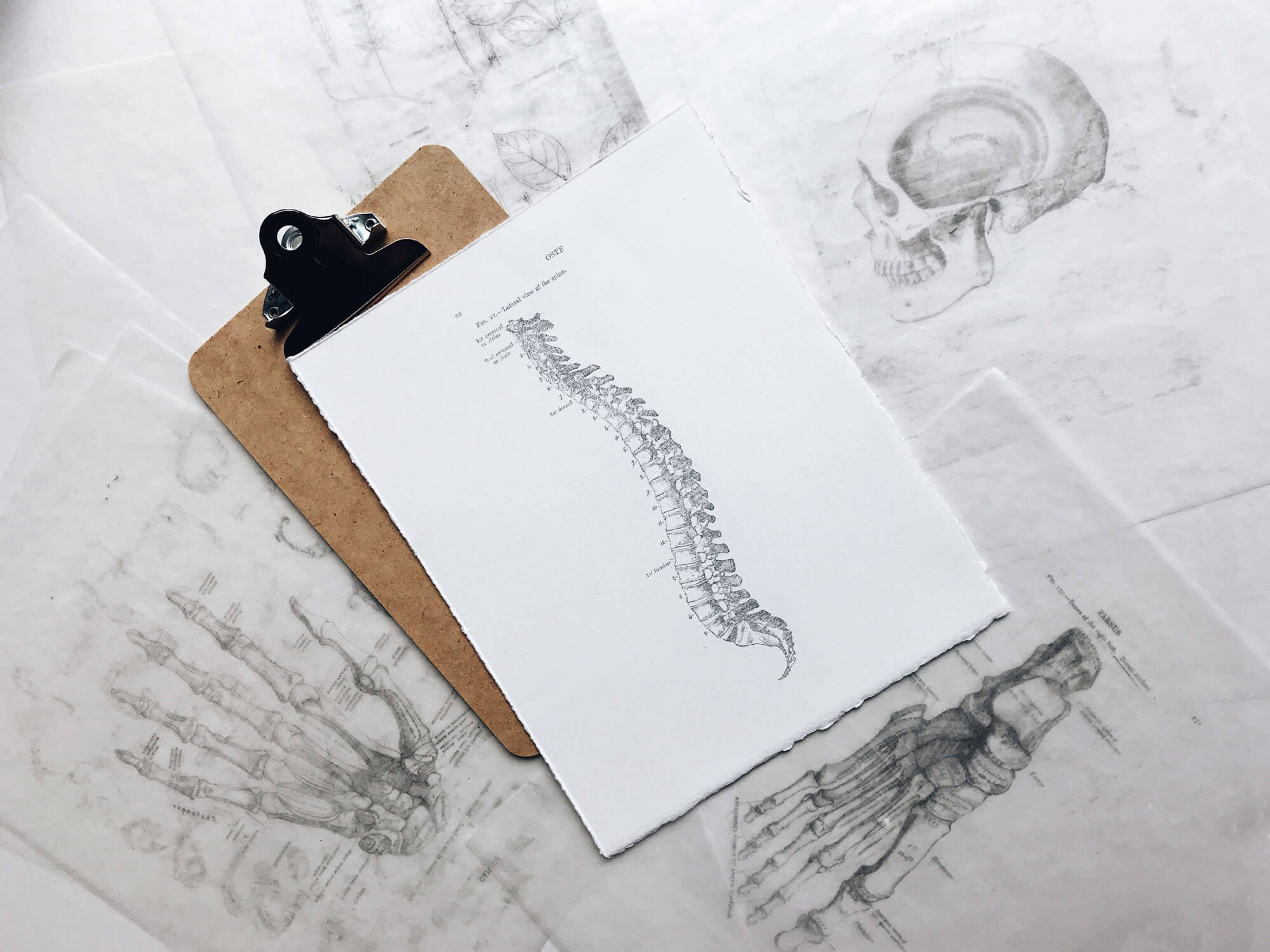 Detailed drawings of the spine and other bone areas of the human body.