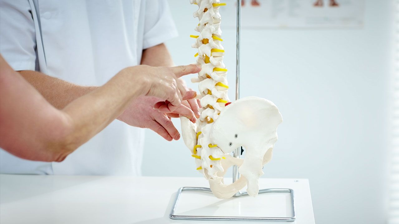 Doctor pointing out areas on a human spine model