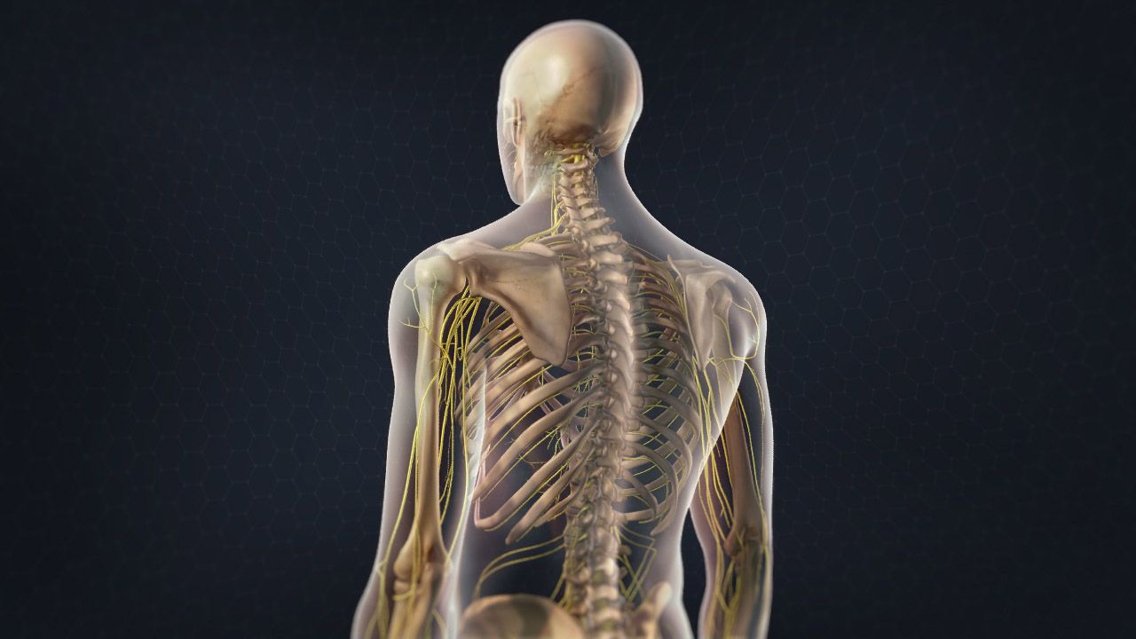 X-ray view of human skeleton model showing the back and spine