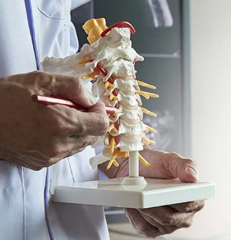 Doctor showing a diagram of a spine